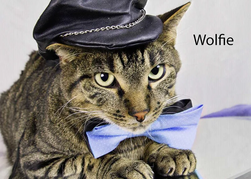 An adult medium-sized male Gray / Blue / Silver Domestic Short Hair cat named Wolfie for adoption in York, NE