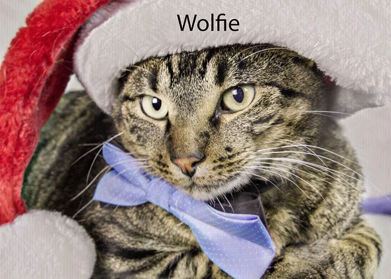 Wolfie thumbnail 2