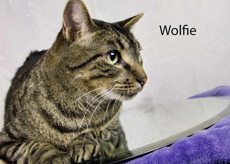 Wolfie thumbnail 3