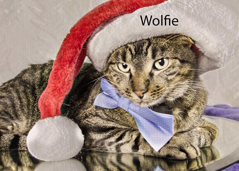 Wolfie thumbnail 5
