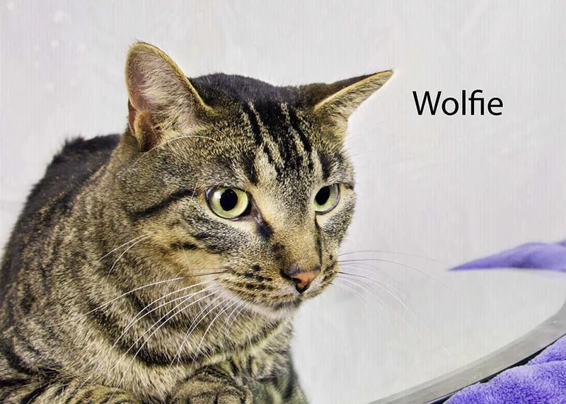 Wolfie thumbnail 6