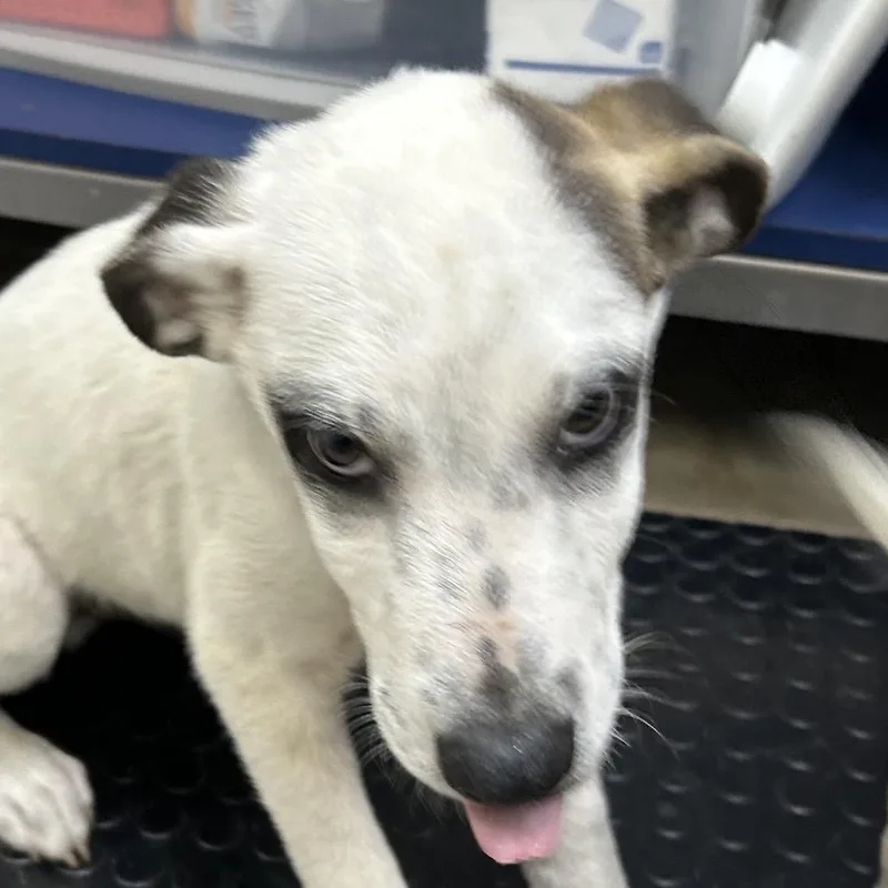 A baby small-sized male White / Cream Mixed Breed dog named Luigi for adoption in Houston, TX