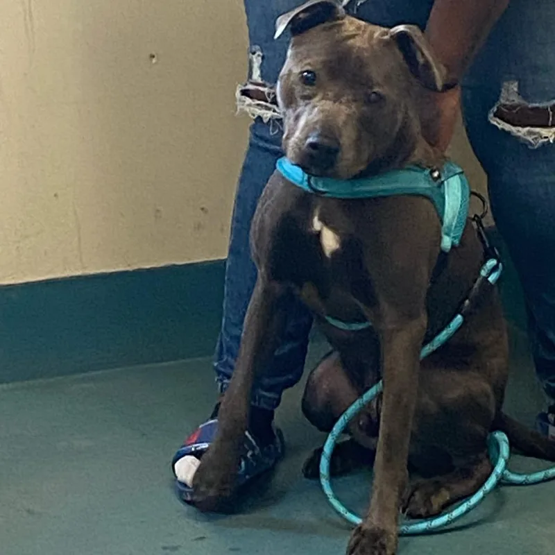 A young medium-sized male Brindle Mixed Breed dog named Blu for adoption in Memphis, TN
