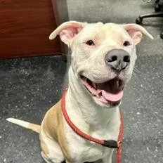 An adult large-sized male Yellow / Tan / Blond / Fawn Pit Bull Terrier dog named Boomer for adoption in Shinnston, WV
