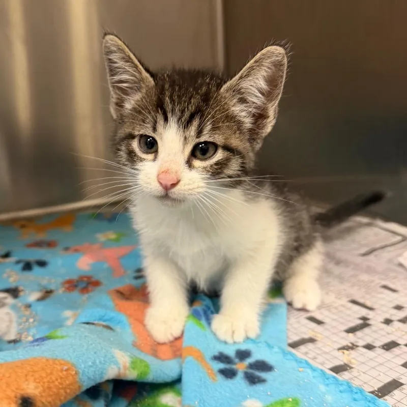 A baby small-sized male Brown / Chocolate Domestic Short Hair cat named Caine for adoption in Bryan, TX