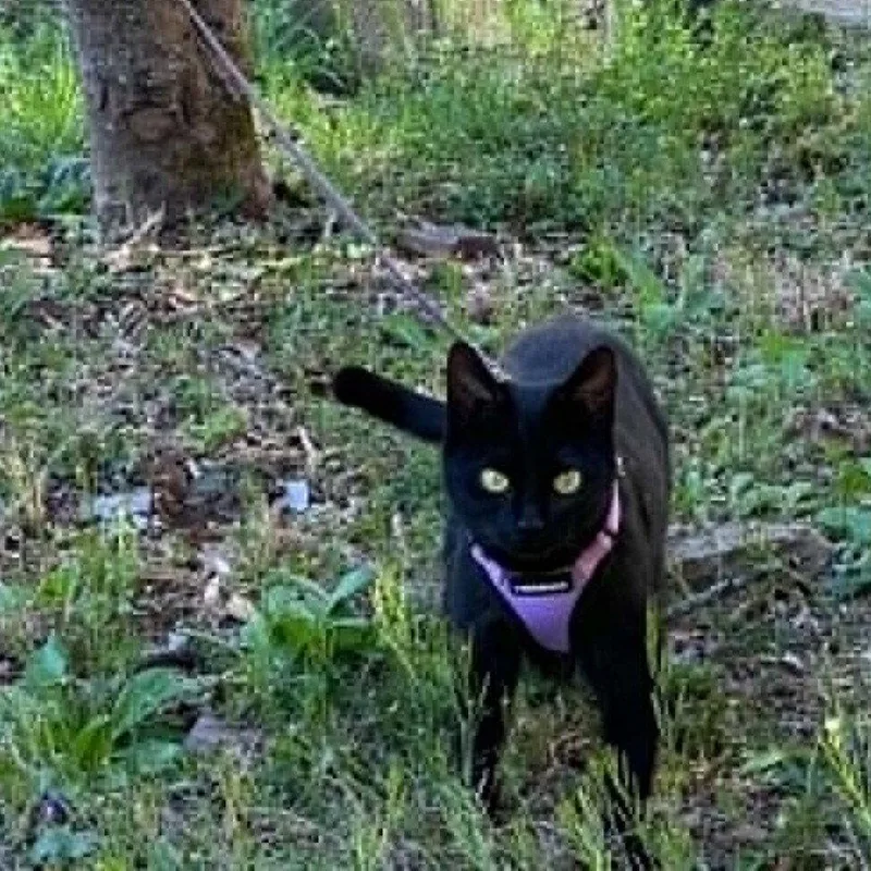 A young medium-sized female Black Domestic Short Hair cat named Hattie for adoption in Candler, NC