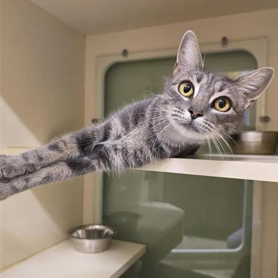 An adult medium-sized female Tabby (Gray / Blue / Silver) Domestic Short Hair cat named Lululemon for adoption in Prince Frederick, MD
