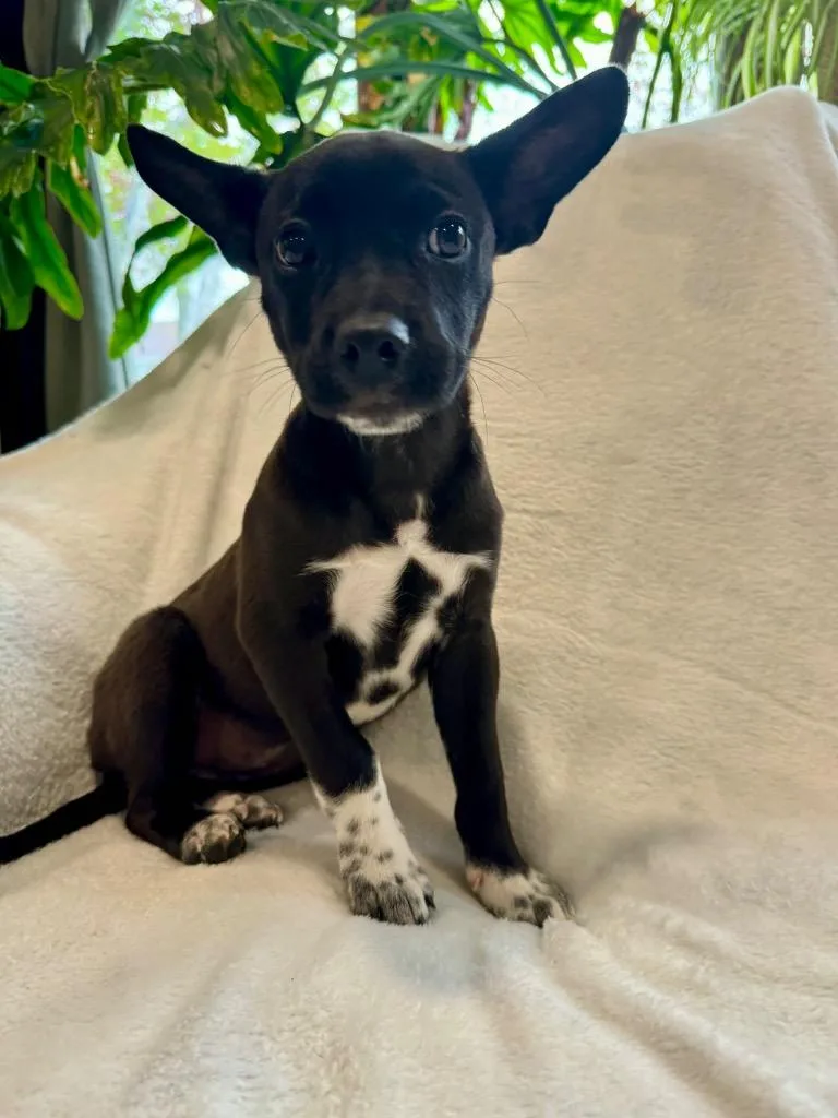 A baby small-sized female Chihuahua dog named Janet for adoption in Bristol, WI