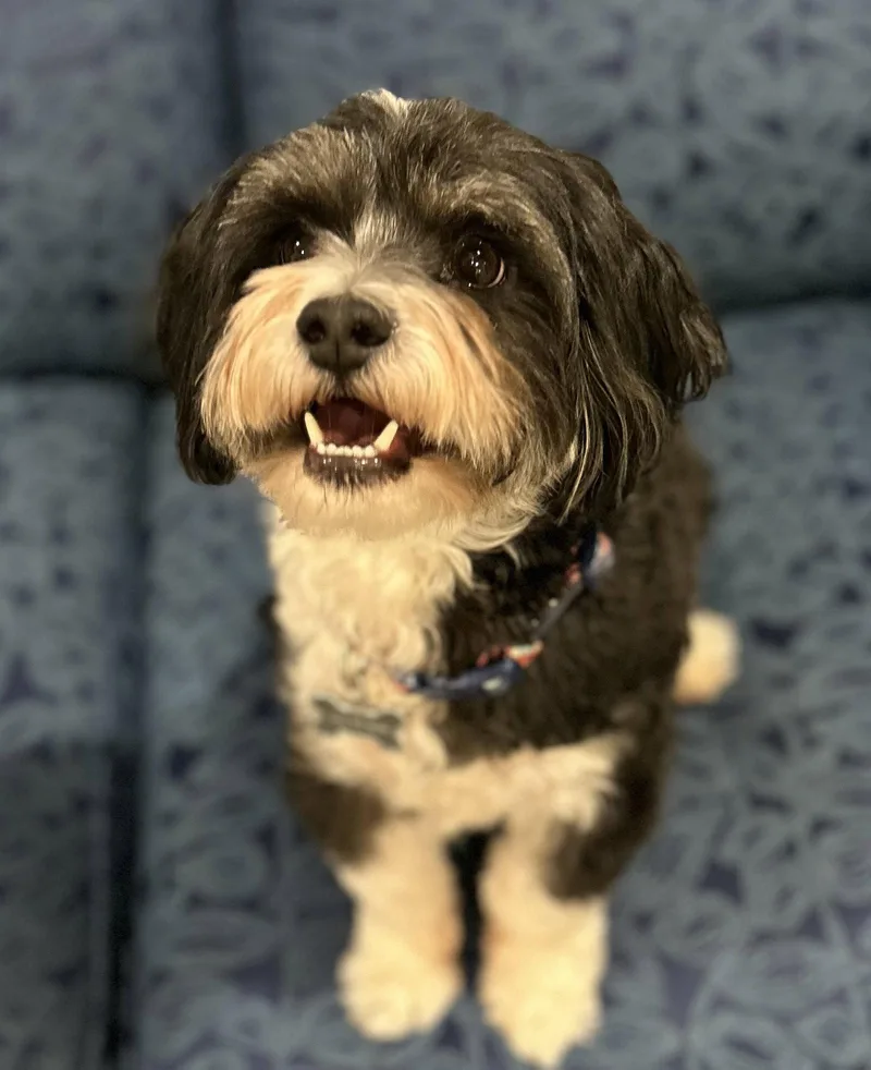 An adult small-sized male Shih Tzu dog named Goose Zeus for adoption in Saunderstown, RI