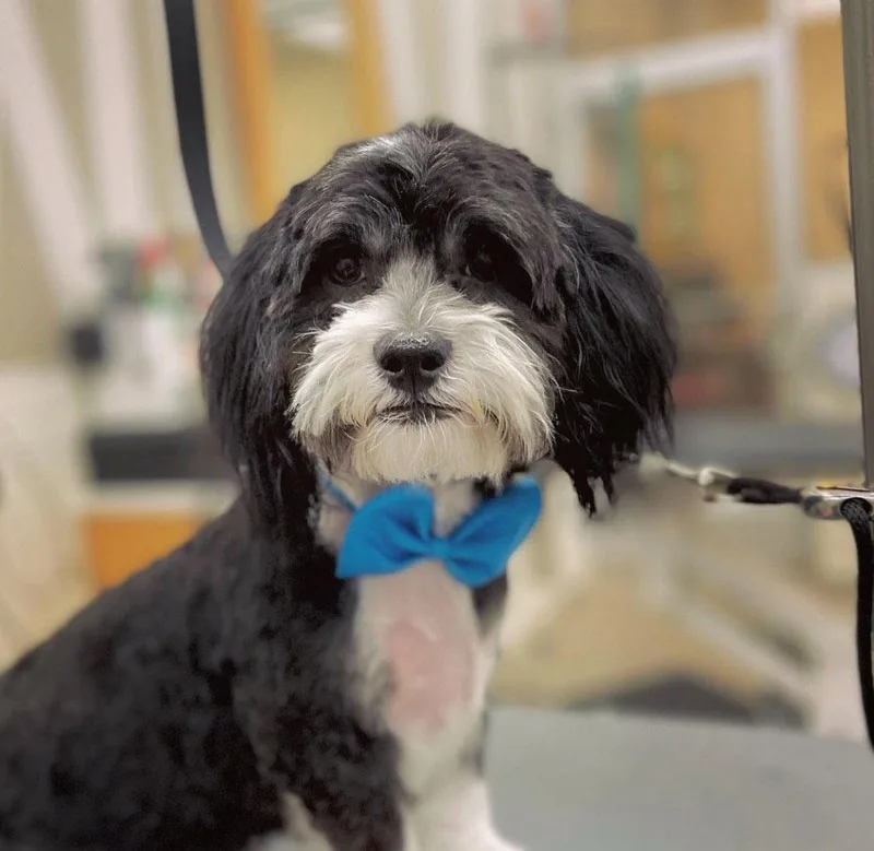 Goose Zeus thumbnail 2