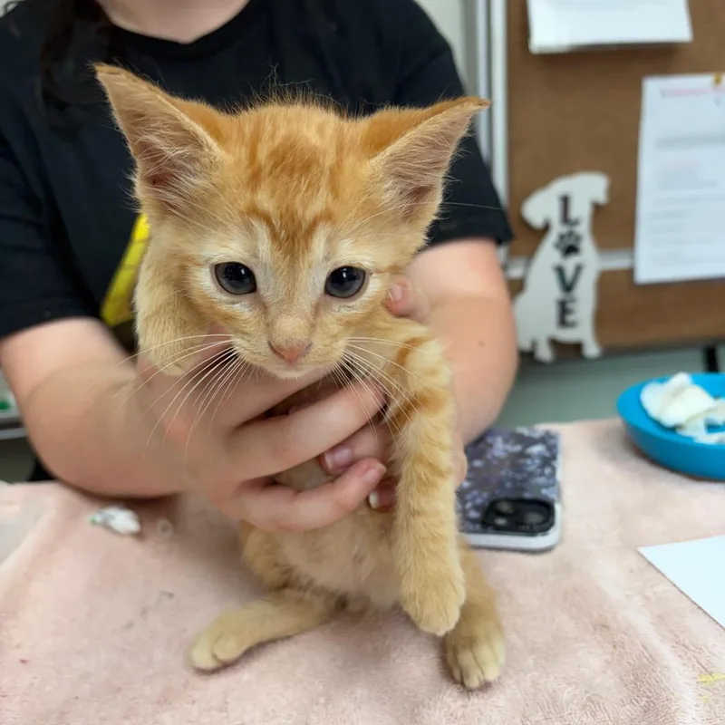 A baby small-sized male Orange / Red Domestic Short Hair cat named Tuck for adoption in West Point, MS