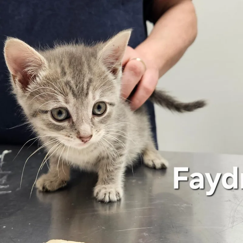 A baby small-sized female Gray / Blue / Silver Domestic Short Hair cat named Faydra for adoption in Oneonta, NY
