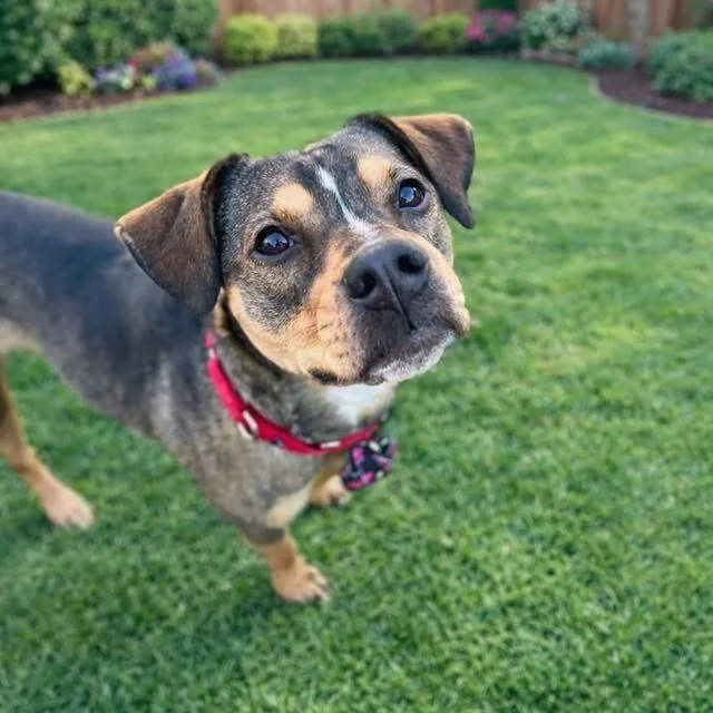 Sweet Pea thumbnail 5