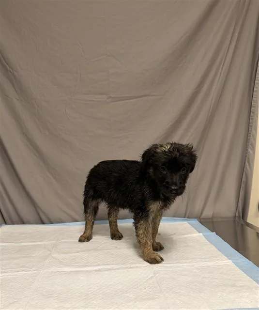 A baby small-sized female German Shepherd Dog dog named Annie for adoption in Agoura, CA