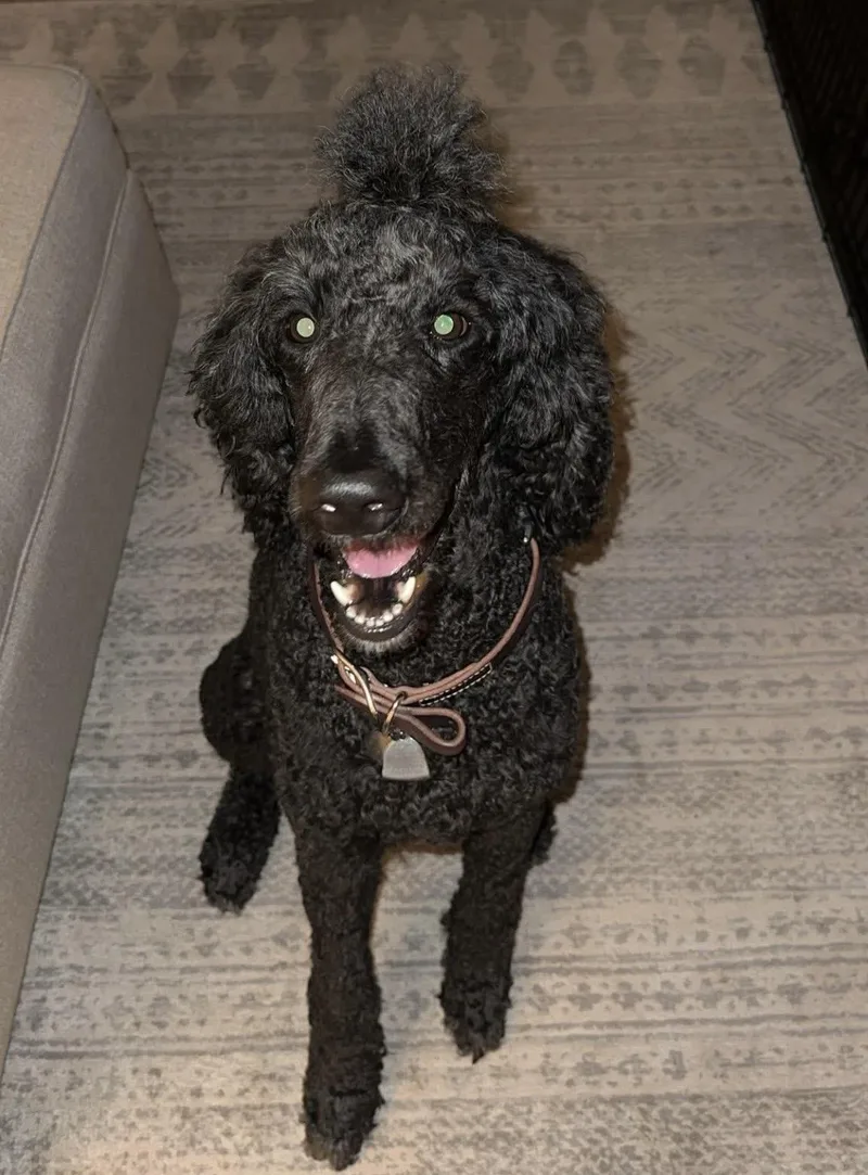 Kingston thumbnail 2