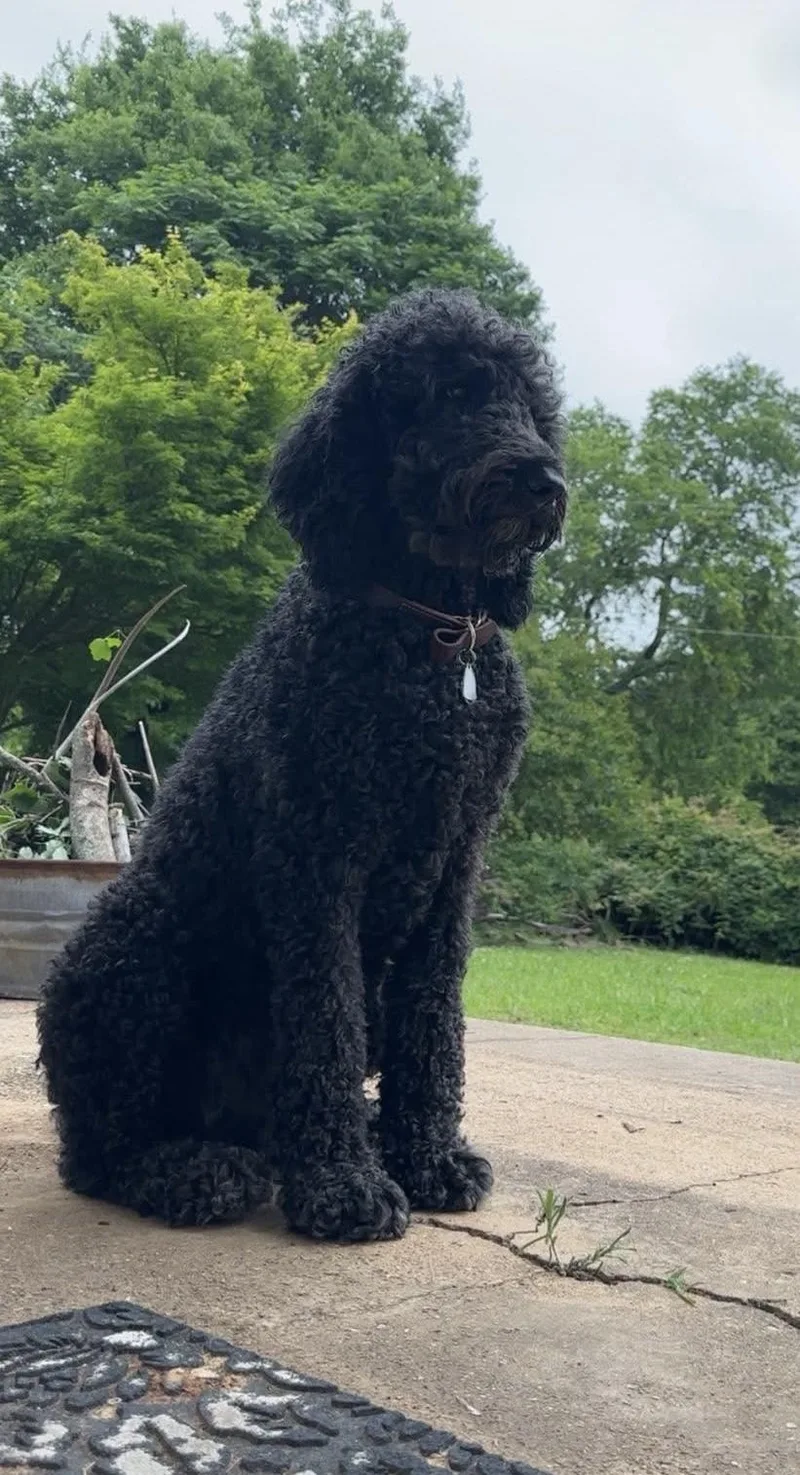 Kingston thumbnail 4