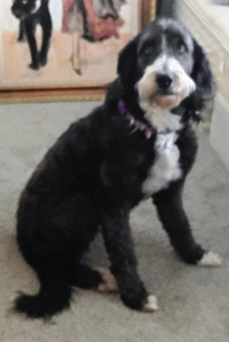 An adult medium-sized female Tricolor (Brown, Black, & White) Bernadoodle dog named Sophie for adoption in Maryville, TN