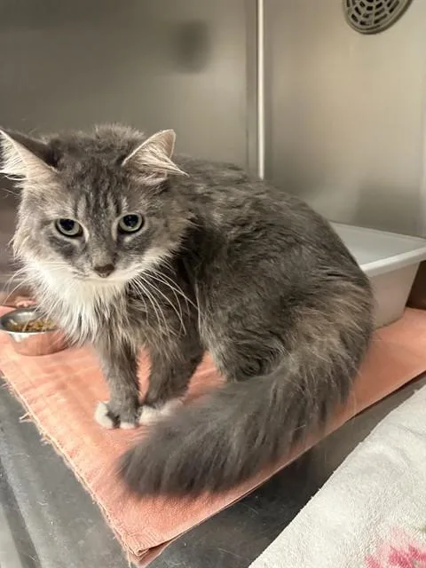 A young small-sized female Domestic Medium Hair cat named Patagonia for adoption in Minneapolis, MN