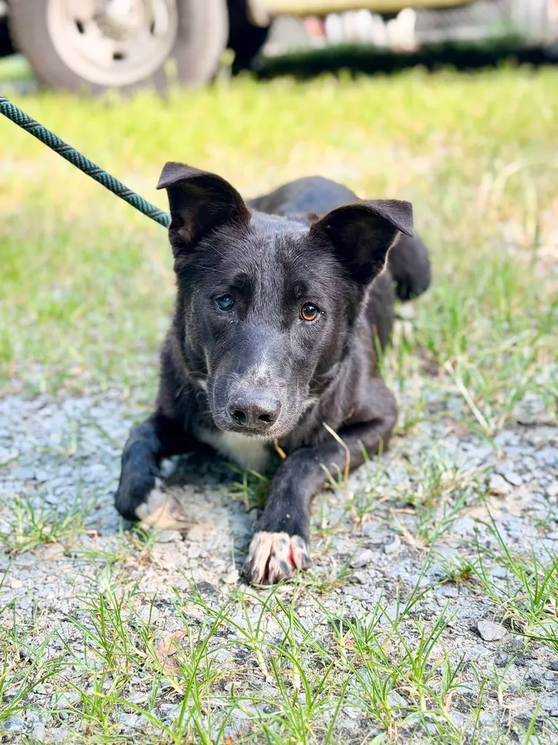 An adult medium-sized male Mixed Breed dog named Bernard for adoption in Elizabethtown, NC
