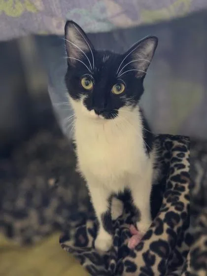 A young medium-sized female Domestic Short Hair cat named Soaring Eagle for adoption in Westland, MI