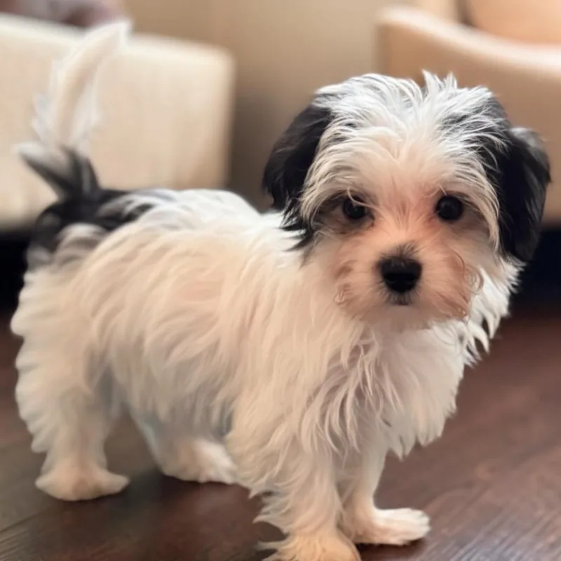 Leo TIny Morkie
