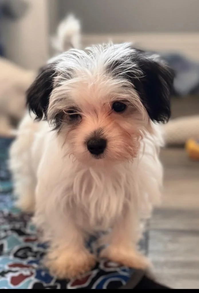 Leo  TIny Morkie thumbnail 2