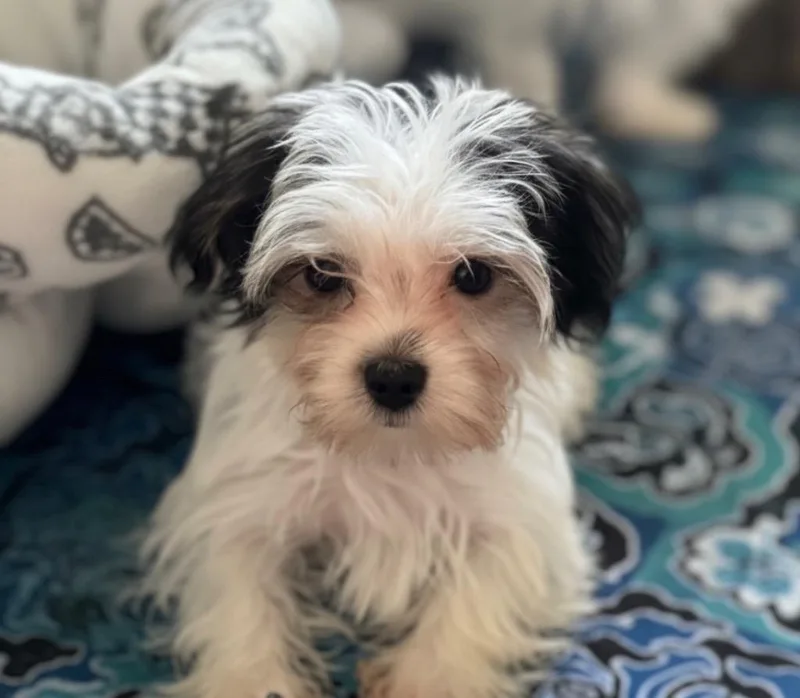 Leo  TIny Morkie thumbnail 3