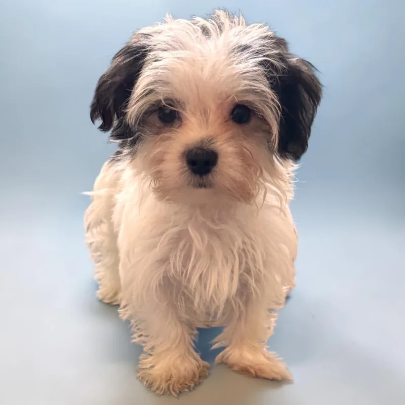 Leo  TIny Morkie thumbnail 4