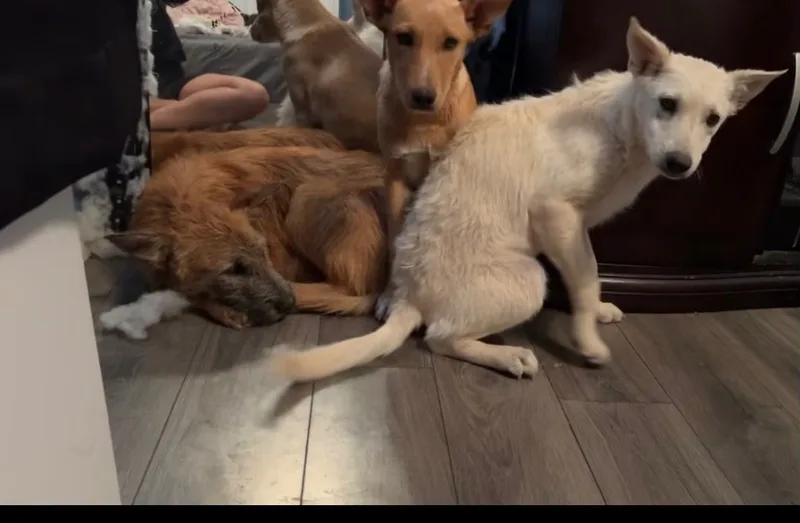 Nova And Star thumbnail 2