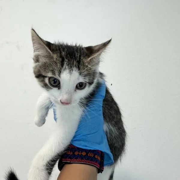 A baby small-sized male Domestic Short Hair cat named Brent for adoption in Escondido, CA
