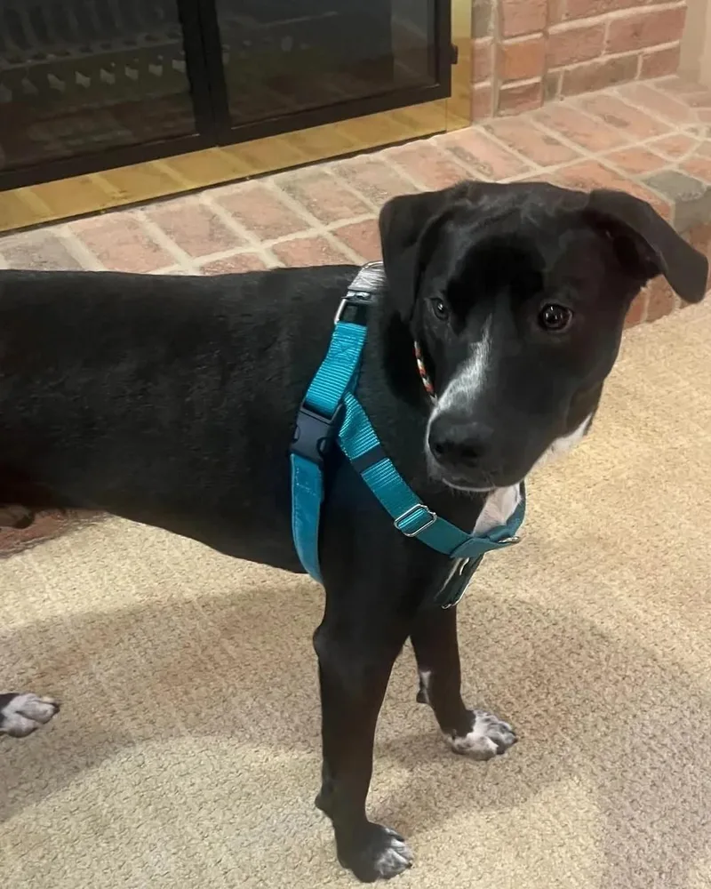 A young medium-sized male Black Mixed Breed dog named Reacher for adoption in De Pere, WI