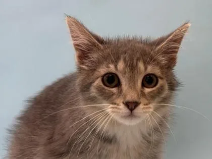 A baby small-sized female Domestic Short Hair cat named Faye for adoption in Woodbury, MN