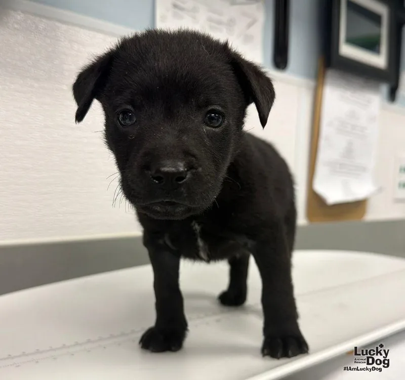 A baby medium-sized male Labrador Retriever dog named Hockey for adoption in Washington, DC
