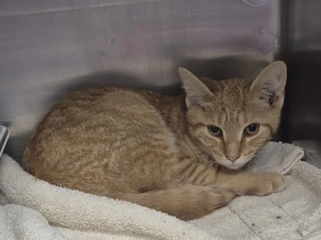 A young small-sized male Domestic Short Hair cat named Jasper for adoption in Decatur, IL