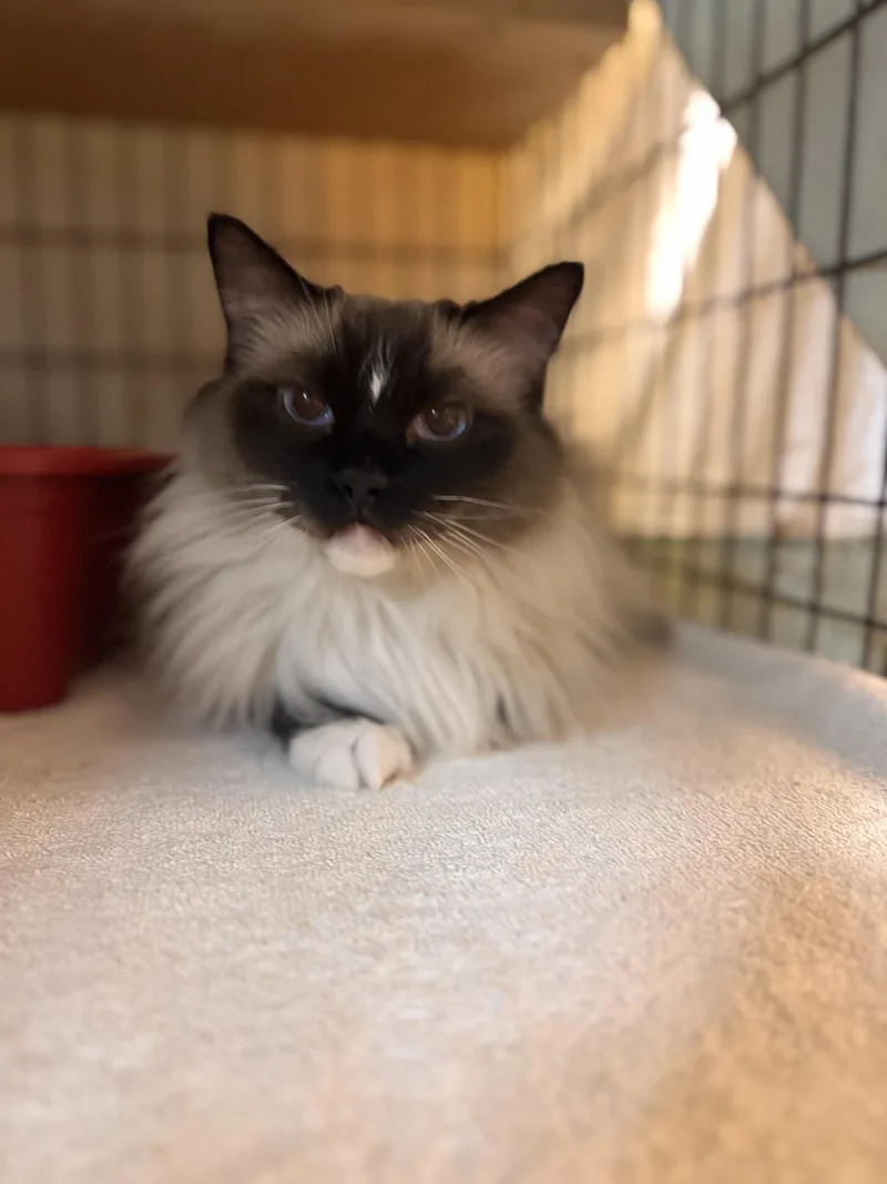 An adult large-sized female Ragdoll cat named Chanel for adoption in Memphis, TN