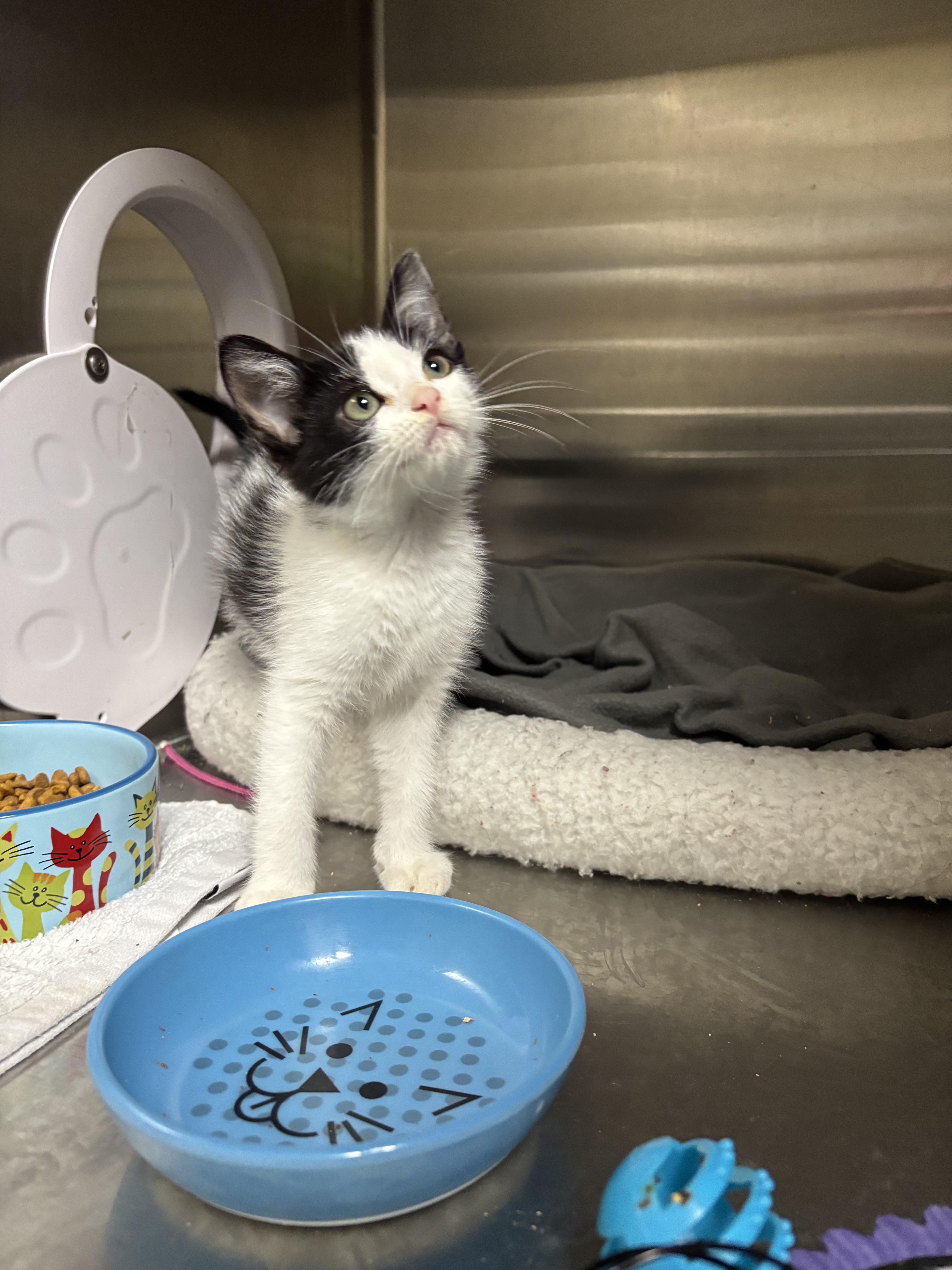 A baby large-sized male Black & White / Tuxedo Domestic Short Hair cat named Guthrie for adoption in Collierville, TN