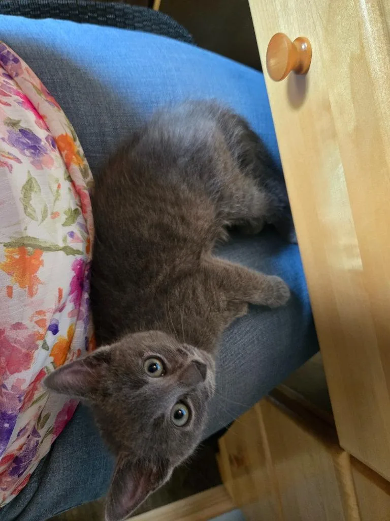 A baby small-sized female Domestic Short Hair cat named Janey for adoption in Hagaman, NY