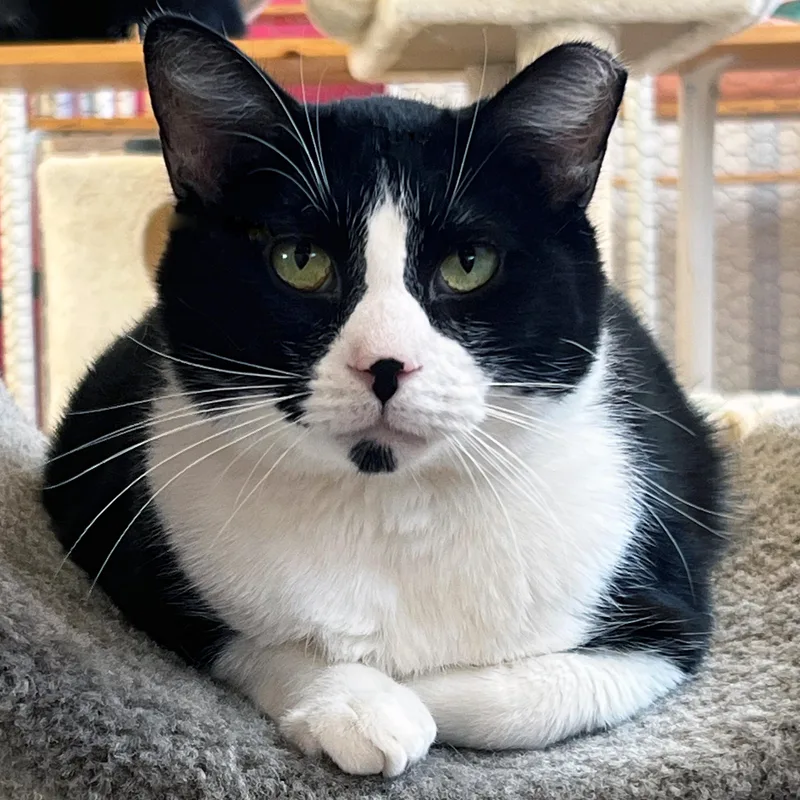 An adult large-sized male Black & White / Tuxedo Domestic Short Hair cat named Winchester for adoption in St. Louis, MO