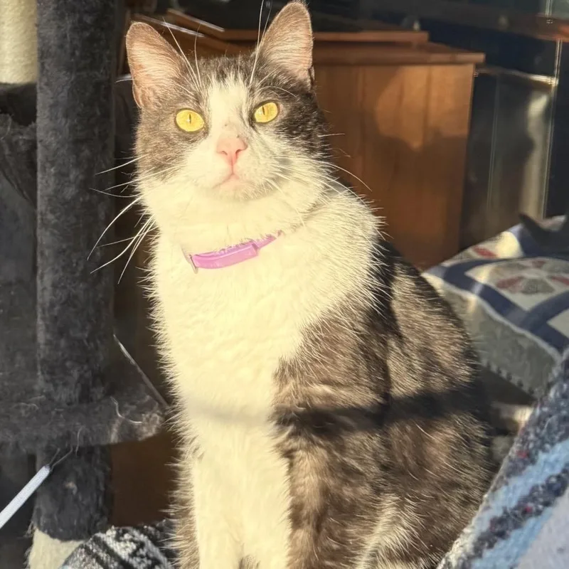 An adult small-sized male White Domestic Short Hair cat named Bow for adoption in Chantilly, VA