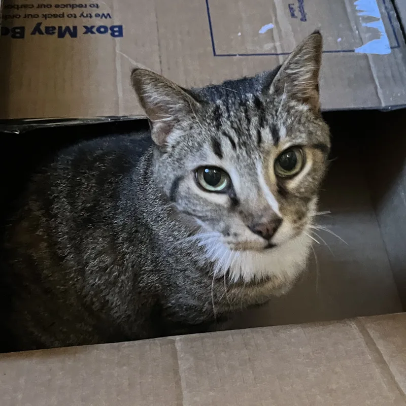 A senior large-sized male Tabby (Buff / Tan / Fawn) Domestic Short Hair cat named Auron for adoption in Colorado Springs, CO