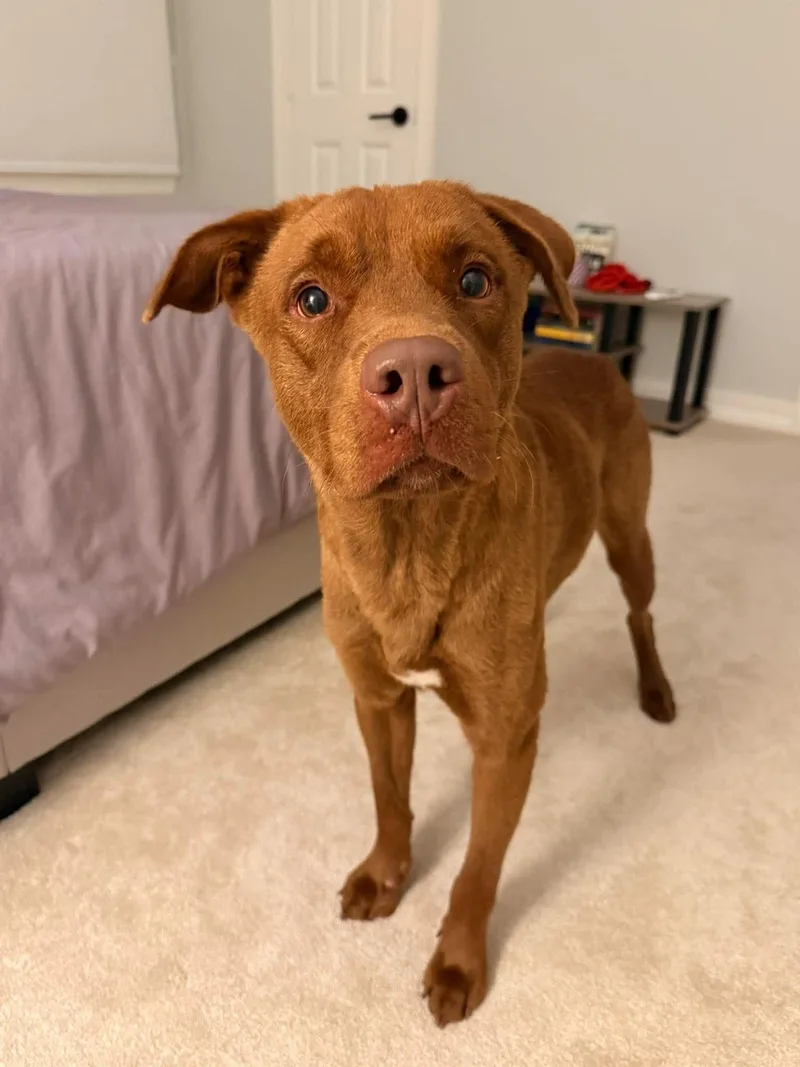 A young medium-sized male Brown / Chocolate Chocolate Labrador Retriever dog named Clove for adoption in Willis, TX