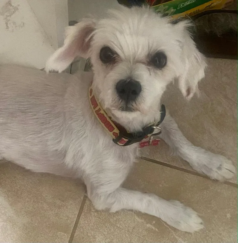 An adult small-sized male Maltipoo dog named Toby for adoption in Lancaster, CA
