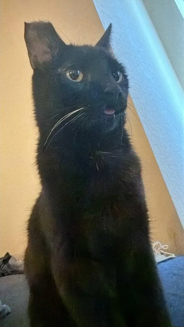 A senior small-sized male Domestic Short Hair cat named Gibby for adoption in San Diego, CA