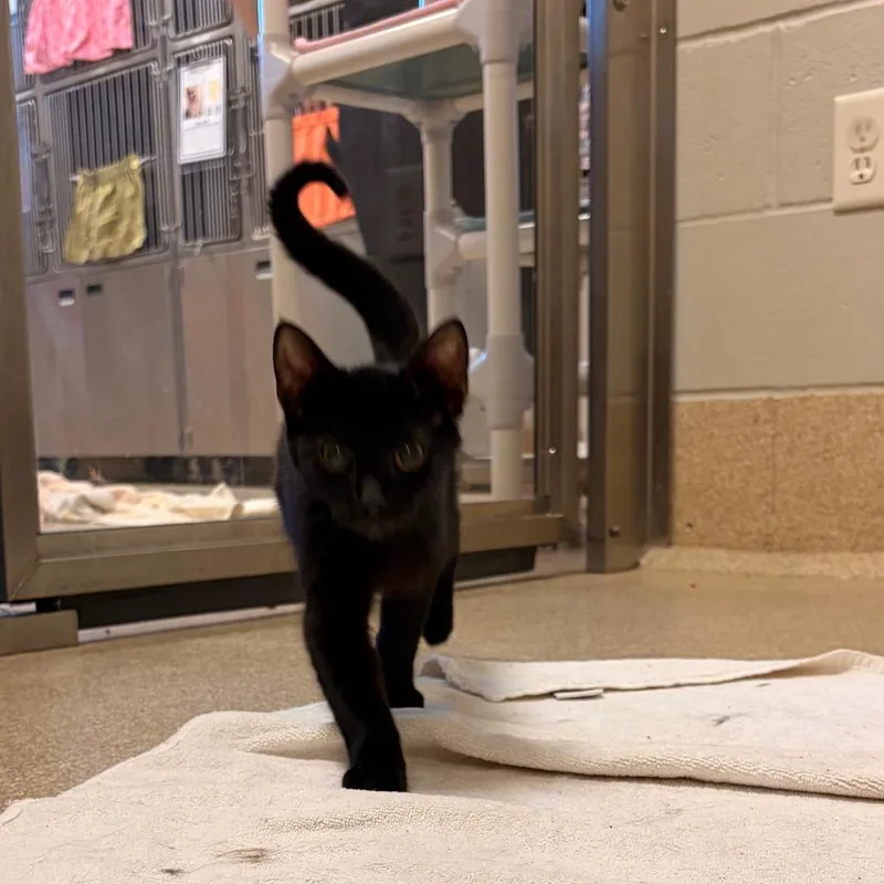 A young small-sized male Black Domestic Short Hair cat named Wrangell for adoption in Bristol, IN