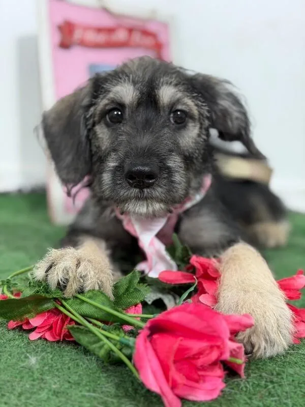 A baby medium-sized female Gray / Blue / Silver Schnauzer dog named Cheesecake for adoption in Carlsbad, CA