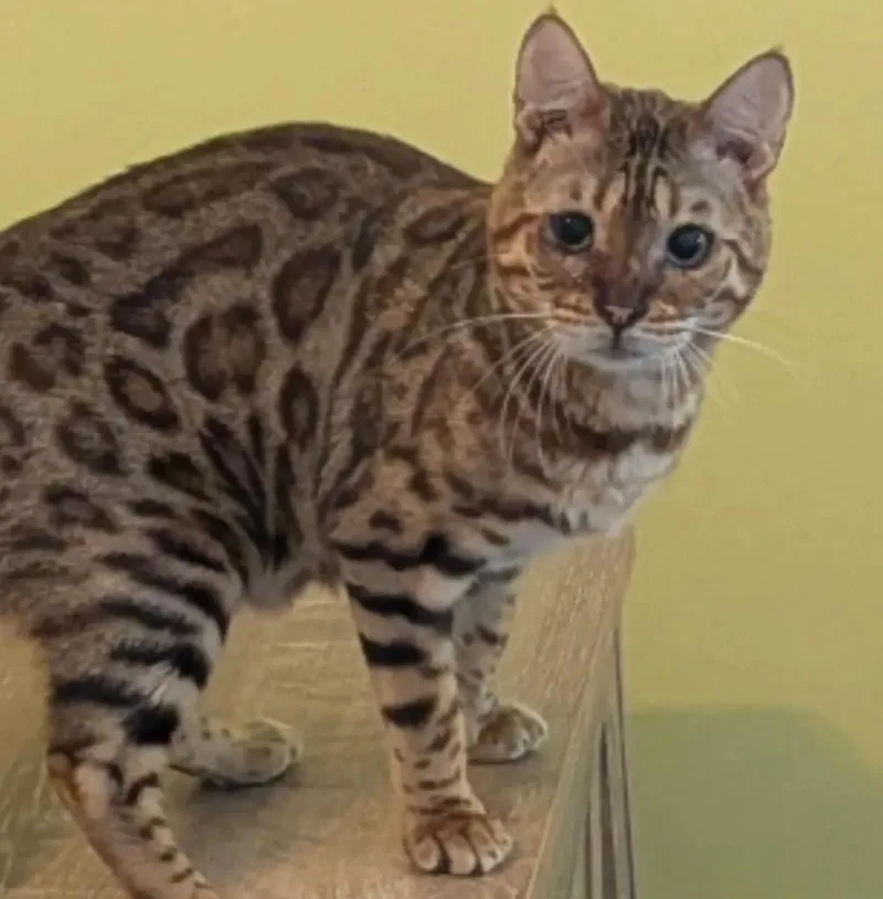 A young small-sized female Bengal cat named Harvard for adoption in Gorham, ME
