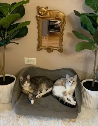 A baby medium-sized male Gray & White Domestic Short Hair cat named AJ and Gianna for adoption in Mokena, IL
