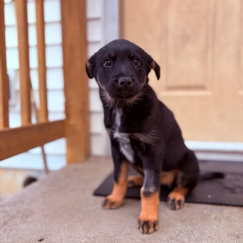 Lovey Lou thumbnail 2