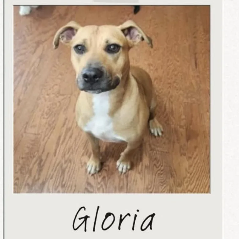 An adult medium-sized female Mixed Breed dog named Gloria for adoption in Highland, NY