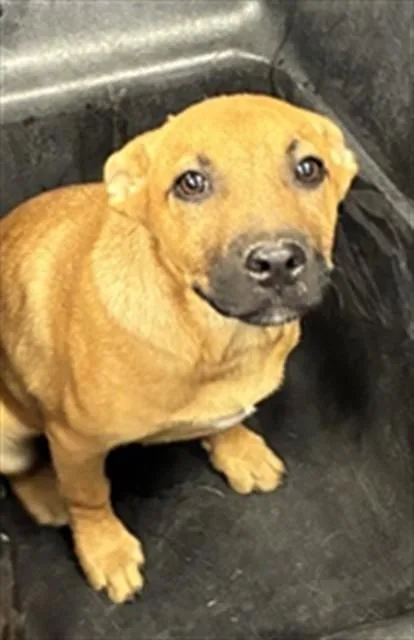 A baby large-sized female Labrador Retriever dog named Cici for adoption in Phoenix, AZ